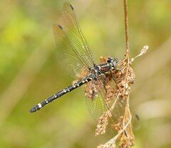 Eusynthemis brevistyla