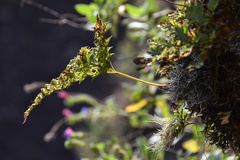 Davallia canariensis