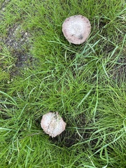 Coprinopsis uliginicola