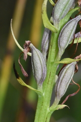 Platanthera psycodes