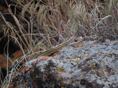 Masticophis taeniatus