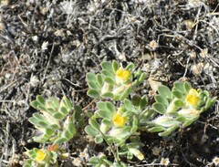 Acmispon brachycarpus