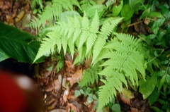 Macrothelypteris