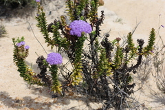 Pseudoselago pulchra