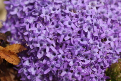 Pseudoselago pulchra