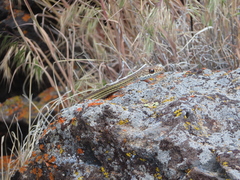 Masticophis taeniatus