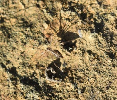 Holocnemus hispanicus