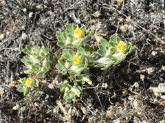 Acmispon brachycarpus