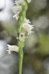 Spiranthes casei casei