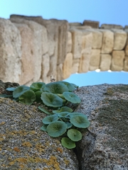 Umbilicus rupestris