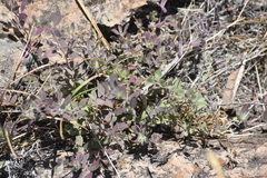 Acmispon wrangelianus