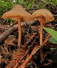 Entoloma formosum