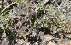 Acmispon wrangelianus