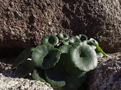 Umbilicus rupestris