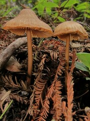 Entoloma formosum