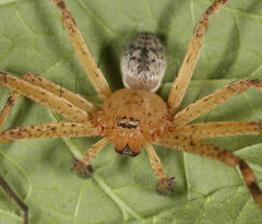 Curicaberis bibranchiatus