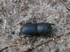 Dorcus parallelipipedus