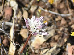 Allium cratericola