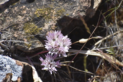 Allium cratericola