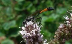 Ammophila sabulosa