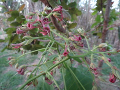 Anacardium occidentale (Anacardium occidentale)