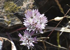 Allium cratericola