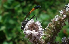Ammophila sabulosa