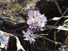 Allium cratericola