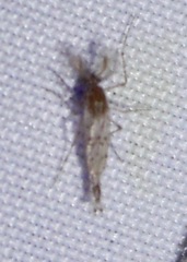 Chaoborus punctipennis