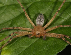 Curicaberis bibranchiatus