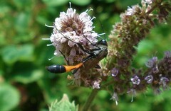 Ammophila sabulosa