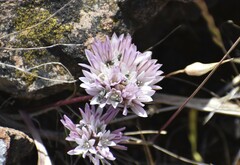 Allium cratericola