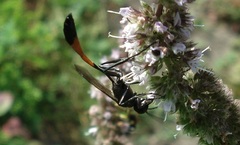 Ammophila sabulosa