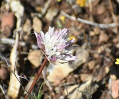 Allium cratericola