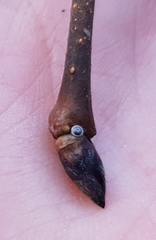 Satyrium w-album