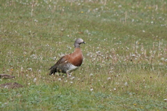 Chloephaga poliocephala