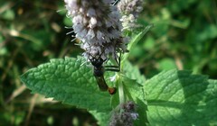 Ammophila sabulosa