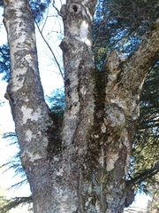 Betula pendula