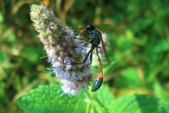 Ammophila sabulosa