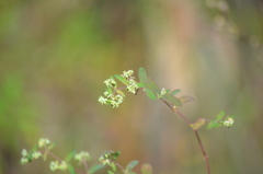 Euphorbia lasiocarpa