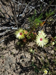 Cleretum bellidiforme