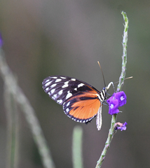 Heliconius hecale