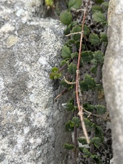 Chaenostoma hispidum