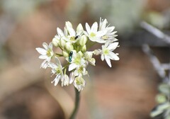 Allium tuolumnense