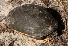 Deirochelys reticularia