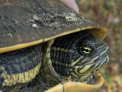 Deirochelys reticularia