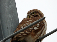 Athene noctua