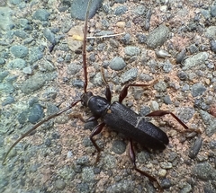 Callidiopis scutellaris