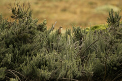 Grallaria quitensis