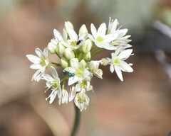 Allium tuolumnense